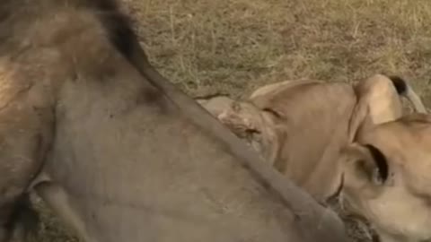 Four lionesses Defend Their cubs from Male Lion- Masai Mara ,Kenya#shorts #wildlife