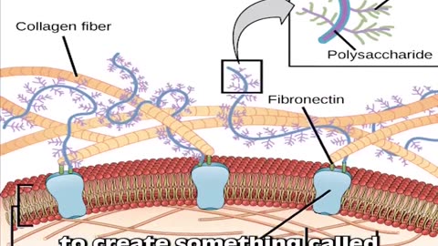 Revolutionary Stem Cell Discovery Regenerating Limbs & Organs with Pig Bladders