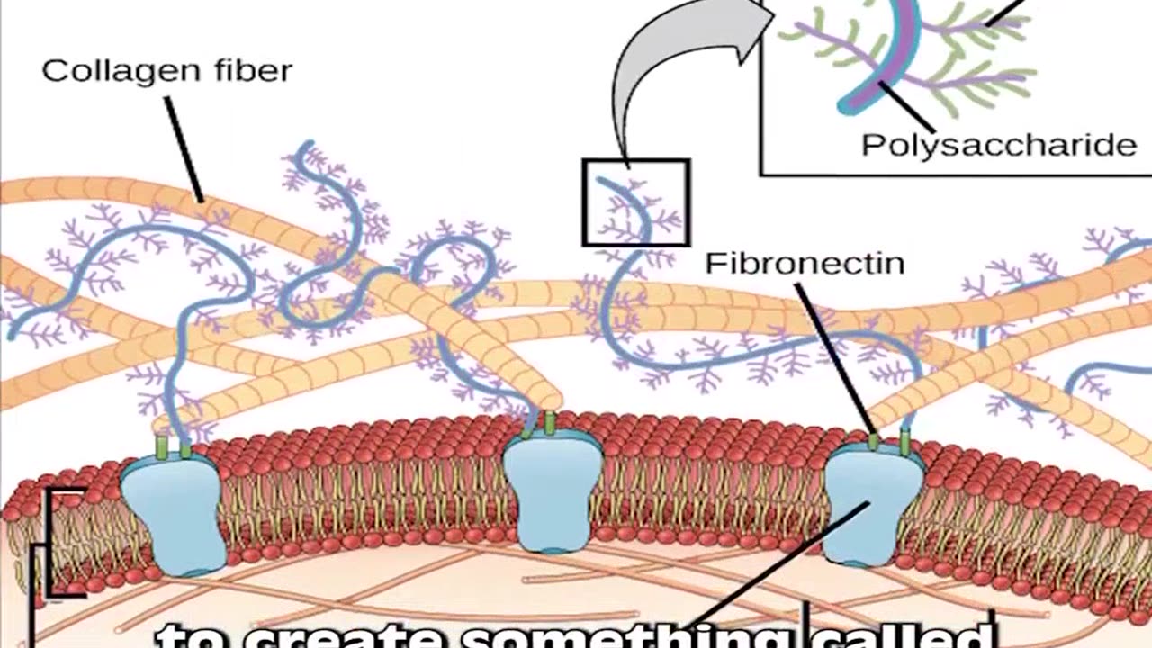 Revolutionary Stem Cell Discovery Regenerating Limbs & Organs with Pig Bladders