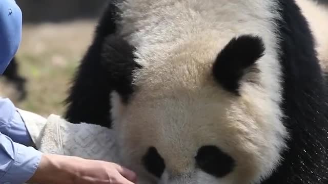 The panda