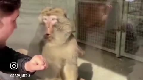 Animal giving amzaing reaction