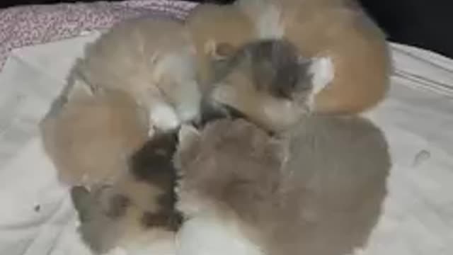 Funny cat chat 🐱
