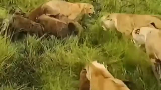 Lion vs hyenas