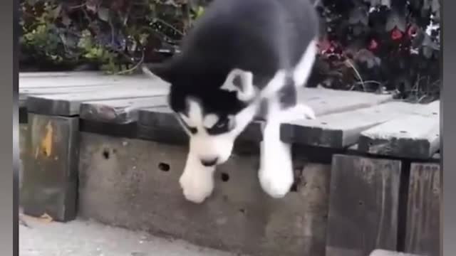 This cute dog got trapped and couldn't get out😩😞, he tried calling for help
