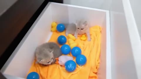 funny animals cat and dogs