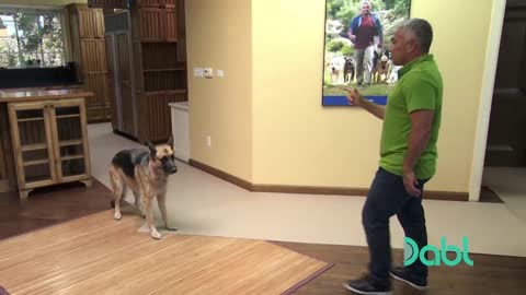 Aggressive German Shepard Problem