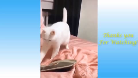 Dancing on the beat..Funny cat video🤪