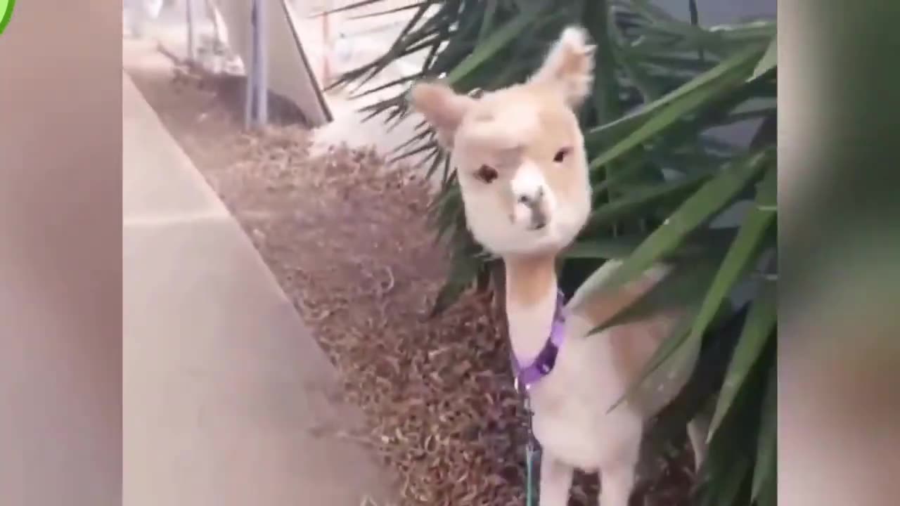 Epic Cuteness Chronicles | Baby Animals' Heartwarming Compilation of Moments - Cutest Animals