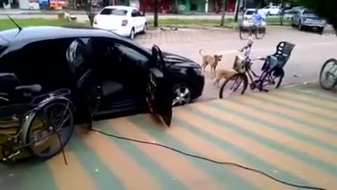 A homeless dog dancing to the music and the beats