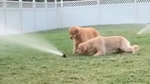 Best Funny Animal Videos 2022 😺 Funny Dog Videos 2022 😁 Funniest Dog Videos 😁😇