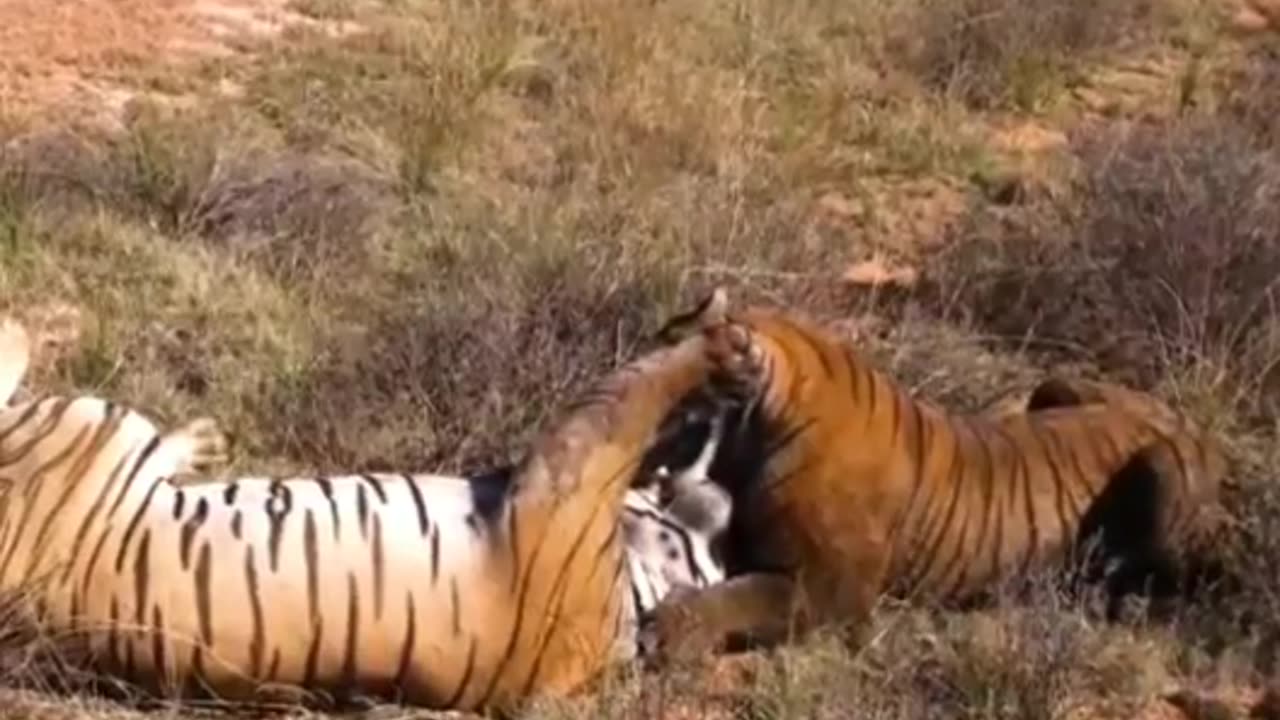 Animals fighting