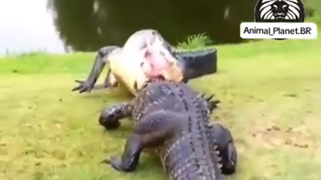 Crocodile's huge Fight Must watch