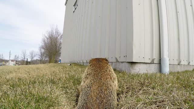 GoPro escondida capta el comportamiento de una curiosa truza