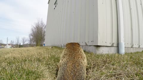 GoPro escondida capta el comportamiento de una curiosa truza