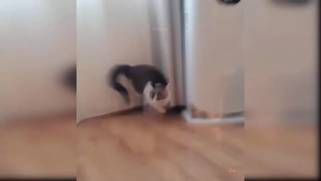 top funny baby cat videos #1 || watch and laugh