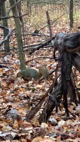 Natures Nut Gatherer