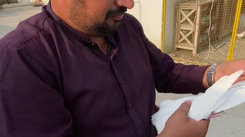 Ustad Sohaib Mushtaq From Bahawalpur #pigeons #faisalmeer