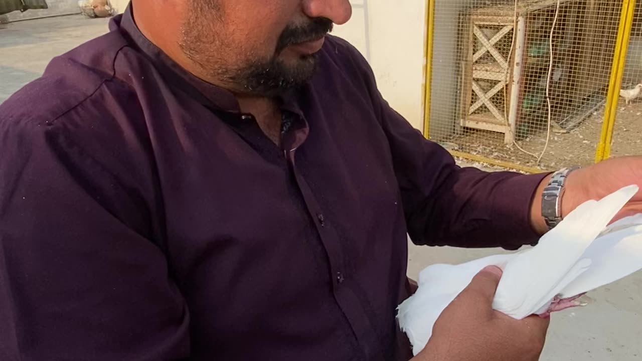 Ustad Sohaib Mushtaq From Bahawalpur #pigeons #faisalmeer