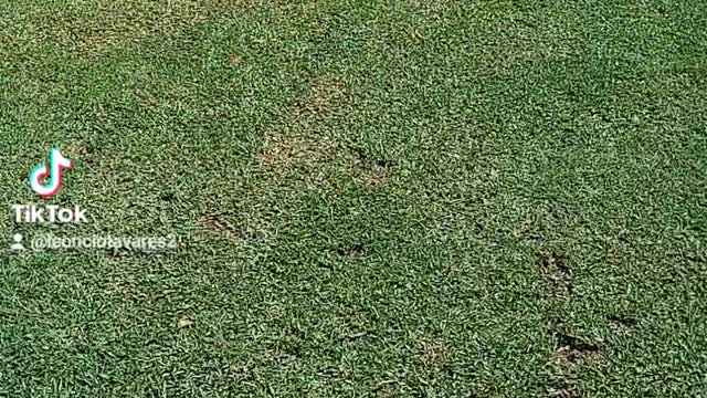 look at the bark of the beast... dog