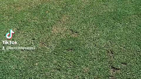 look at the bark of the beast... dog