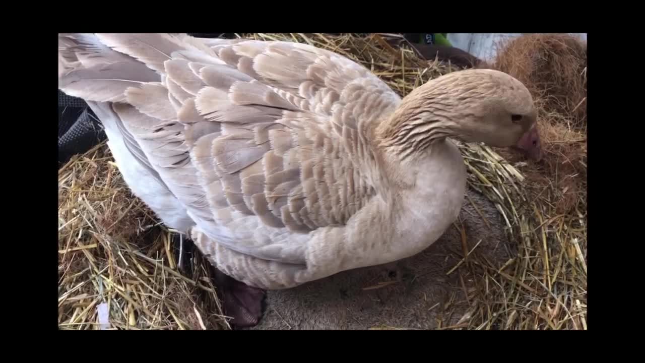 Geese decided the best place for their nest is my porch