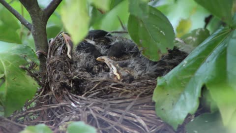 baby bird in the nest