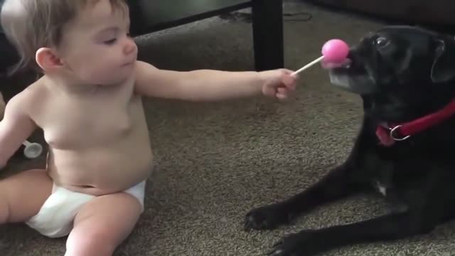 A Kid Gives Candy to a Dog and Licking it. Very Funny