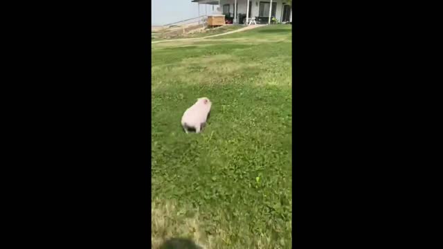 athlete pig funny run