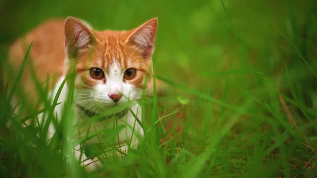 A white cat dumped between herbs