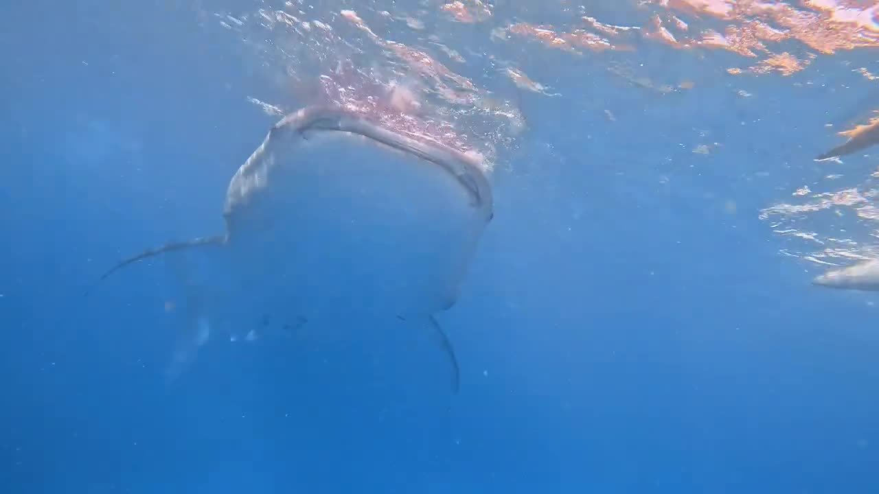 divers with whale shark 🐋