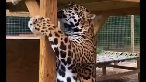 BIG Jaguar Belly! SO CUTE