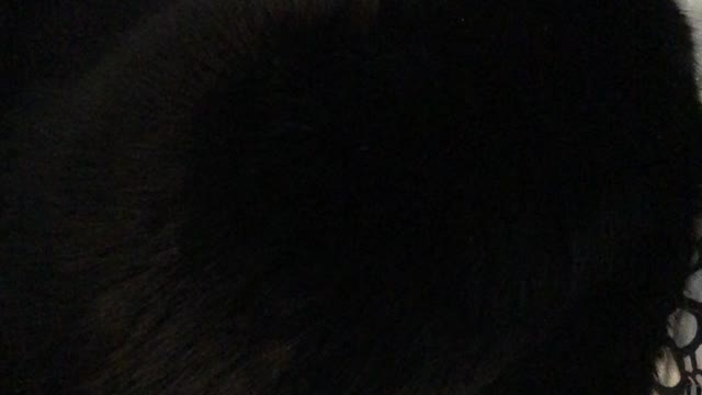 Tizzy vs. Annoying Hooman