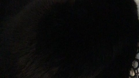 Tizzy vs. Annoying Hooman