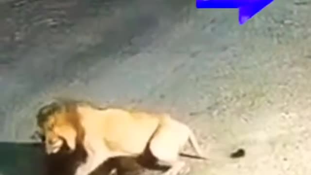 Lion attack on Cow in gujrat, India.