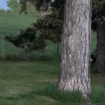 Birds chasing a cat
