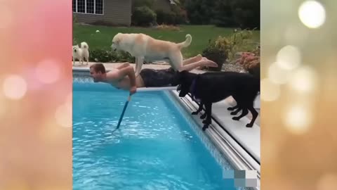 Happy Dog Fun With Owner.