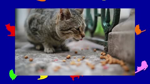 ONE MINUTE OF CATS 032