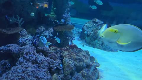 Fiash #aquarium #fishing #viral #fish