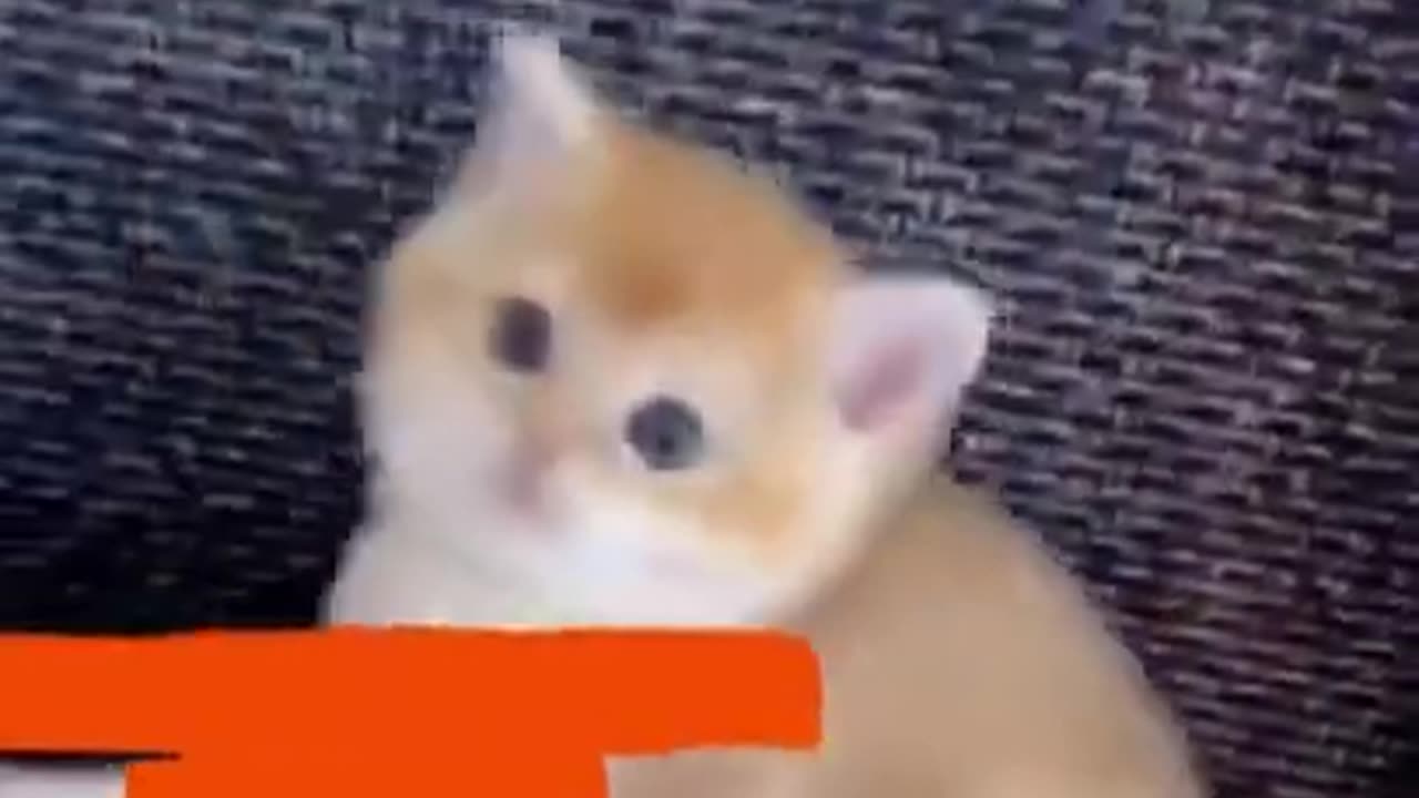 Cute Furry Animals Online | Funny Animals Online