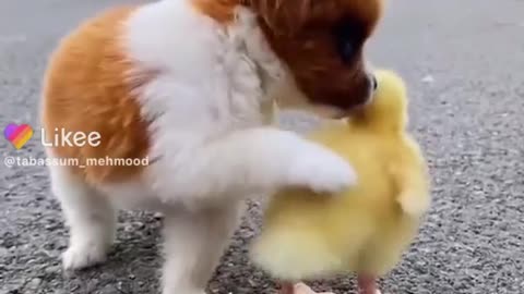 Puppy playing with baby chicken