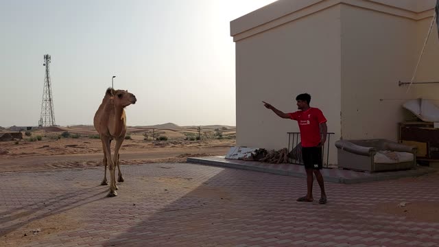 Funny video with camel