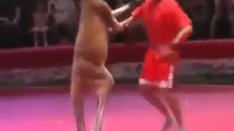 Funny kangaroo battle and fight.