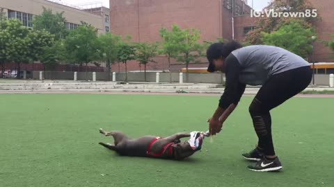 Brown dog getting dragged on turf with toy