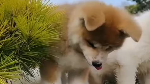 Cute dog
