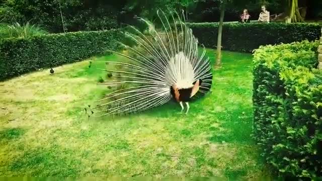 Peacock making