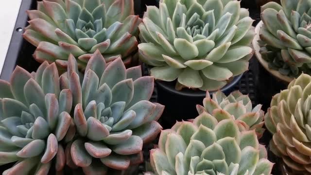 Succulent plants