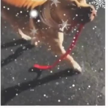 Hilarious Dog Moments #shorts