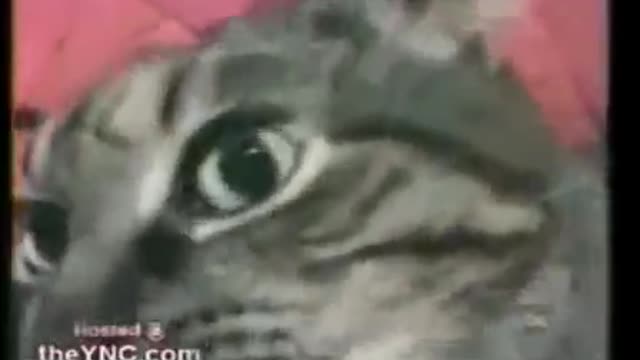 Cat...Can talking!