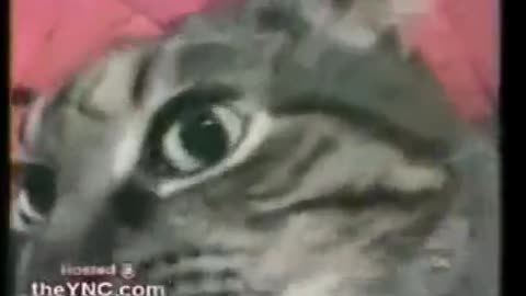 Cat...Can talking!