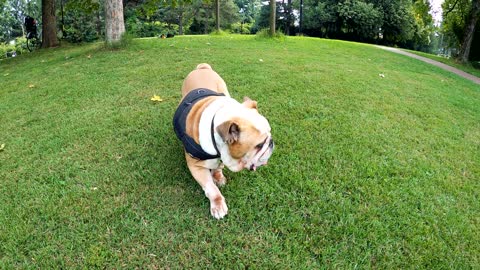 Funny dog Walking the dog in the park